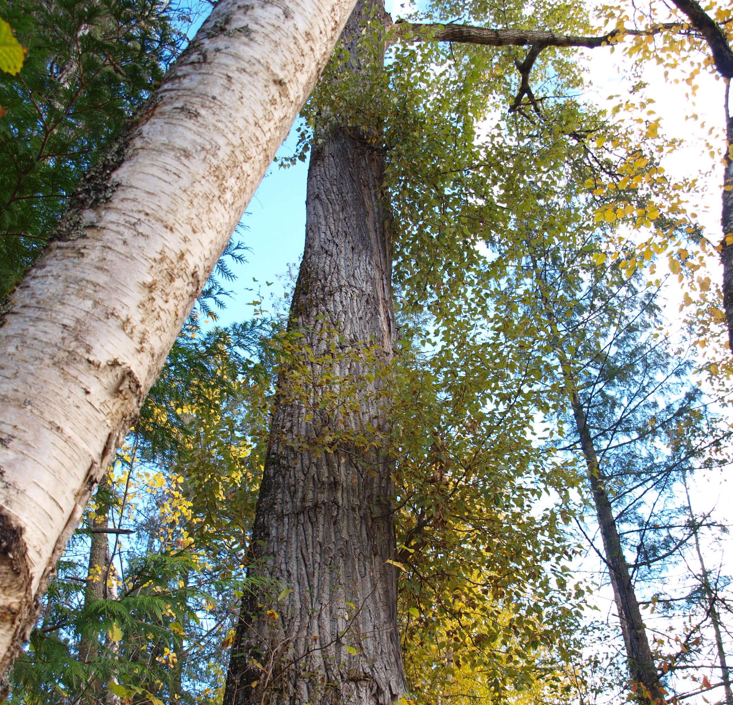 A view of Kamloops trees near the river. From below, tall trunks are surrounded by leaves.