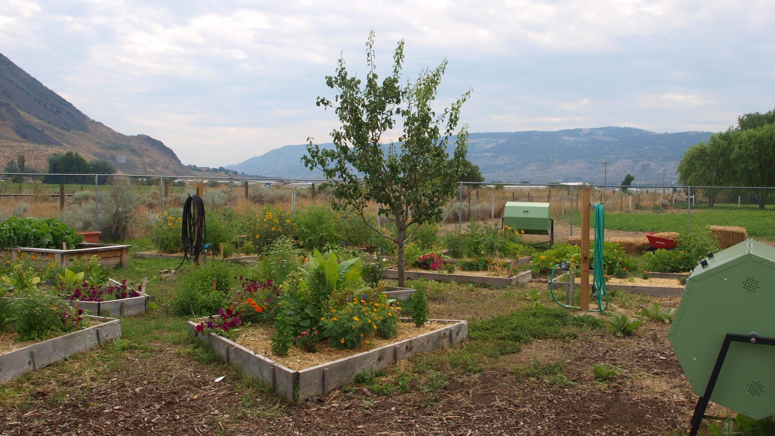 The Re ckw’en’llqtens-kucw Community Garden in bloom. 