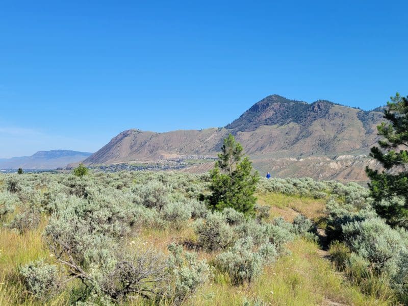 A desert landscape is set in front of bright blue skies.