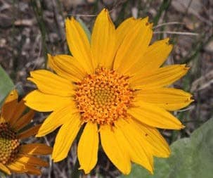 This sunshine yellow flower, Arrow-leaved balsamroot grows within Kamloops' grasslands.