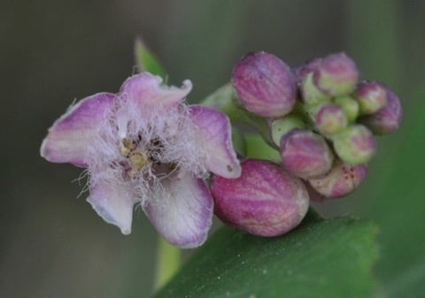 This pink and white fragrant flower grows within Kamloops' Grasslands.