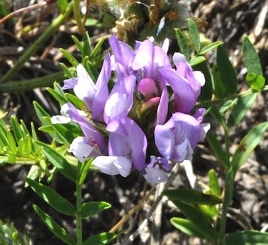 This little pea-like purple flower grows within Kamloops grasslands 