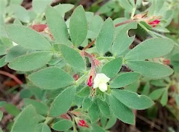 This green leafy shrub with tiny white flowers grows within Kamloops' grasslands.