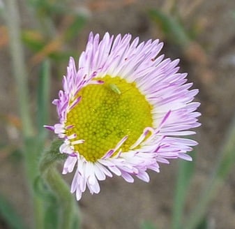 This lilac flower with a fluorescent yellow centre grows within Kamloops' grasslands.