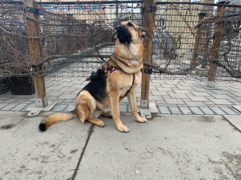 A german shepherd service dog sits on the sidewalk in front of a fence. The dog is wearing a brown harness and a collar.