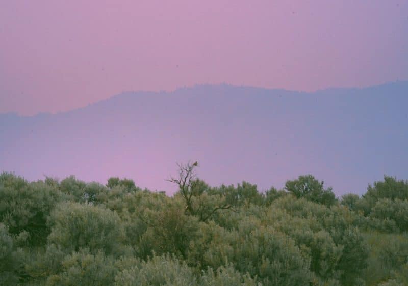 A lone bird sits on a branch surrounded by smokey skies.