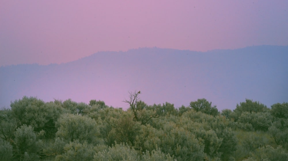 A lone bird sits on a branch surrounded by smokey skies.
