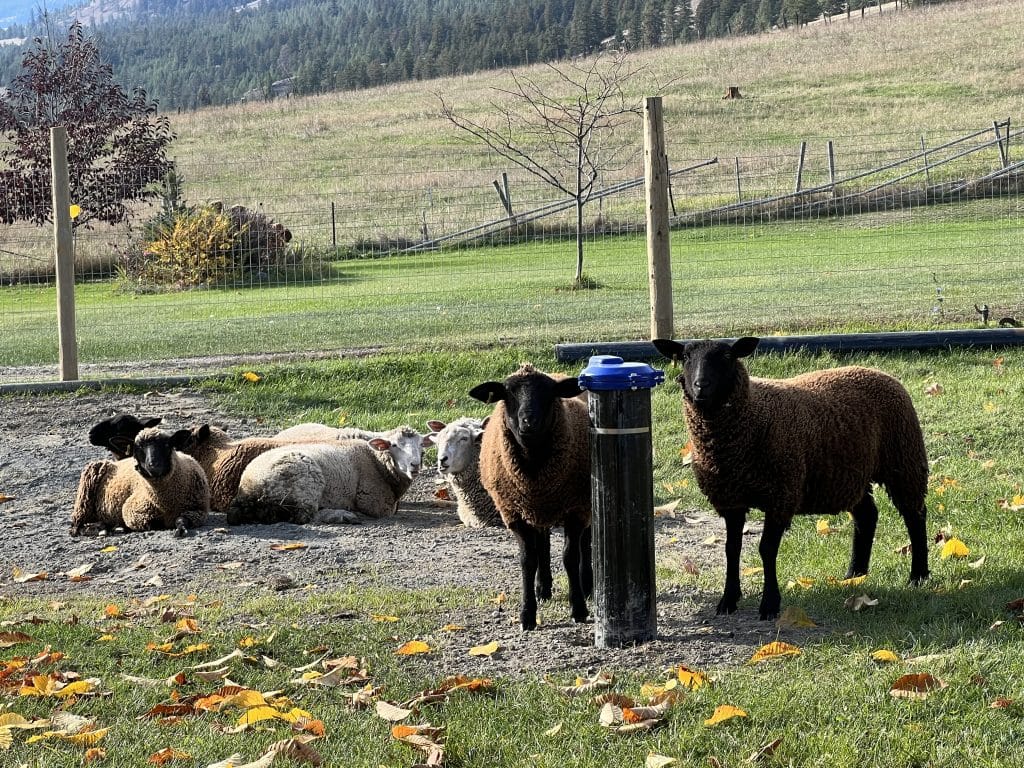 a Noble Creek Irrigation System user has sheep around a capped well that was unable to hit water. 