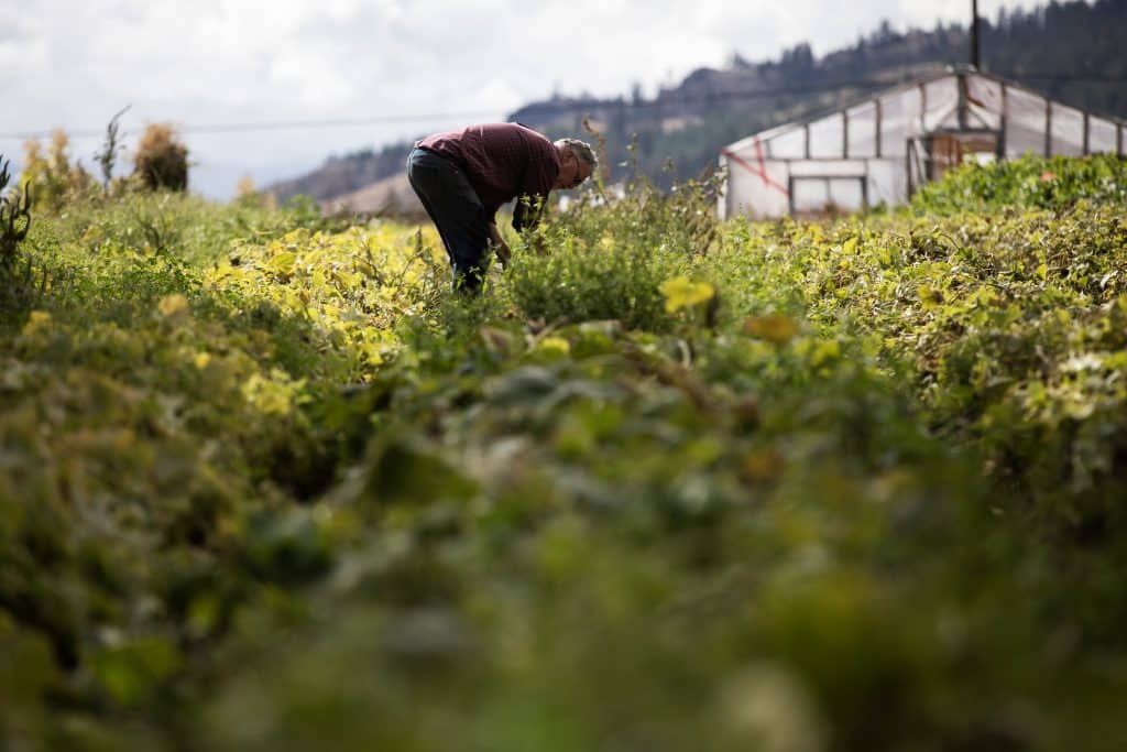 Dieter Dudy, a Noble Creek Irrigation System user bends over in a field. 