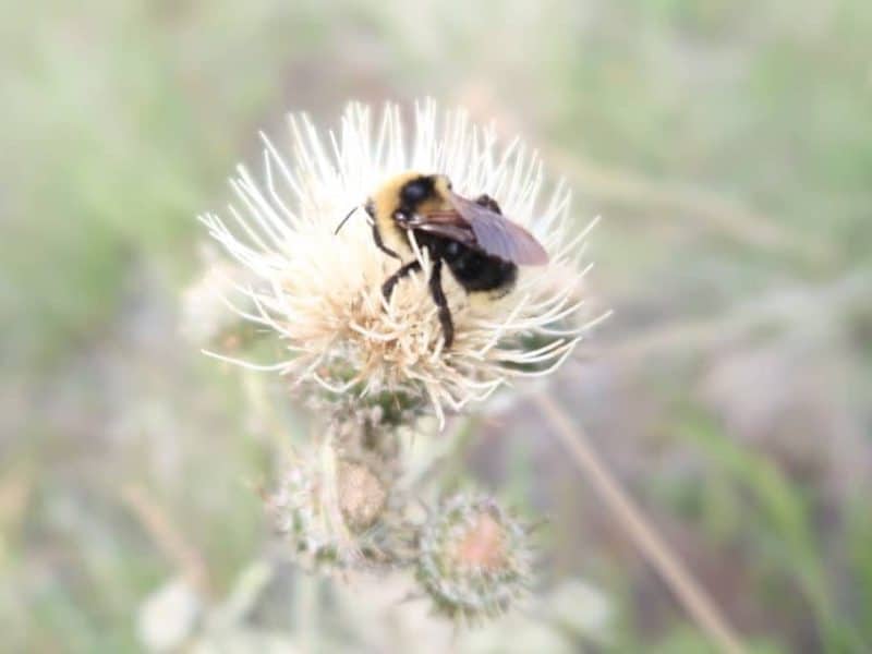 A close-up photo of a fuzzy bumble bee sitting on a white thistle. The background is out of focus.