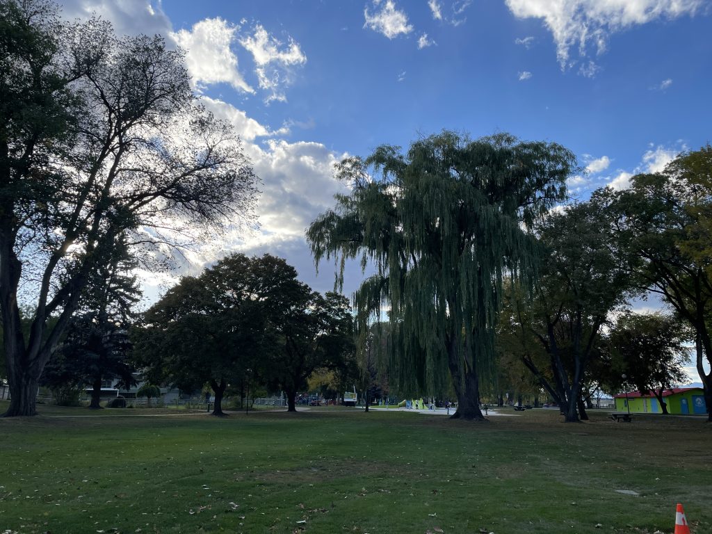 Some trees, a big field and a blue sky. Picture is from Riverside Park. Photo by Macarena Mantilla