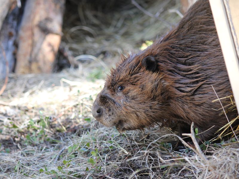 A beaver pokes its nose out from an enclosure surrounded by straw