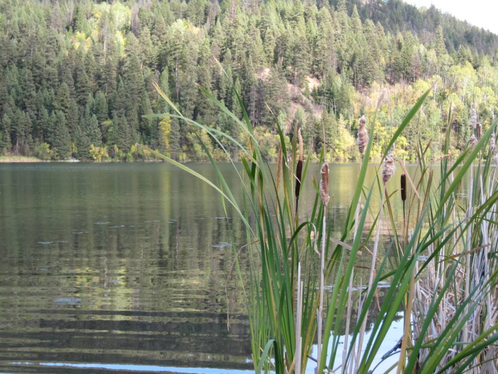 Photo of Pass Lake with trees surrounding the shore. Camping sites near Kamloops